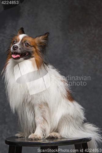 Image of Studio portrait of a small yawning puppy Papillon