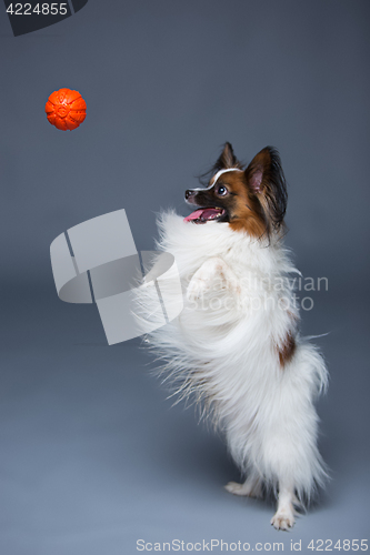 Image of Studio portrait of a small yawning puppy Papillon