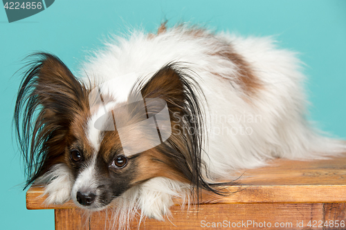 Image of Studio portrait of a small yawning puppy Papillon