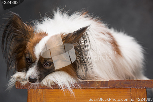 Image of Studio portrait of a small yawning puppy Papillon