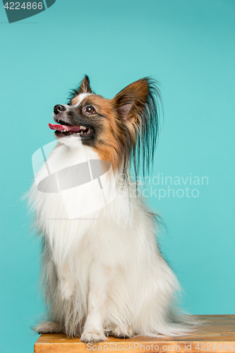 Image of Studio portrait of a small yawning puppy Papillon