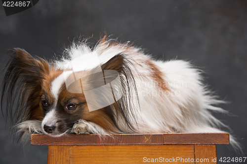 Image of Studio portrait of a small yawning puppy Papillon