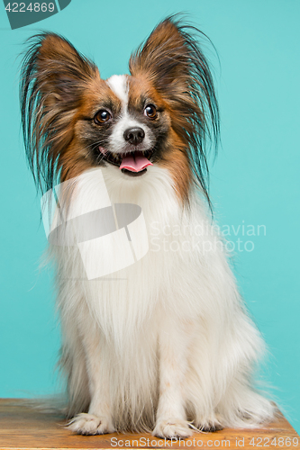 Image of Studio portrait of a small yawning puppy Papillon