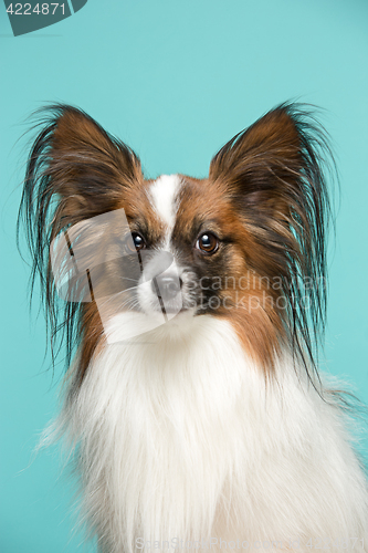 Image of Studio portrait of a small yawning puppy Papillon