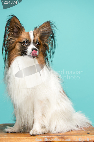 Image of Studio portrait of a small yawning puppy Papillon