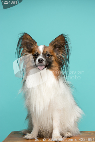 Image of Studio portrait of a small yawning puppy Papillon