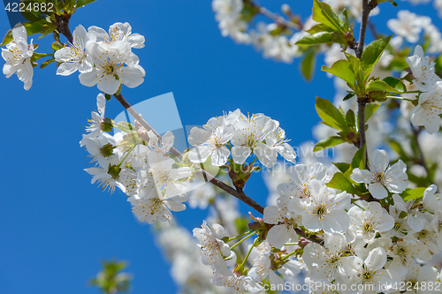 Image of Blooming cherry branch