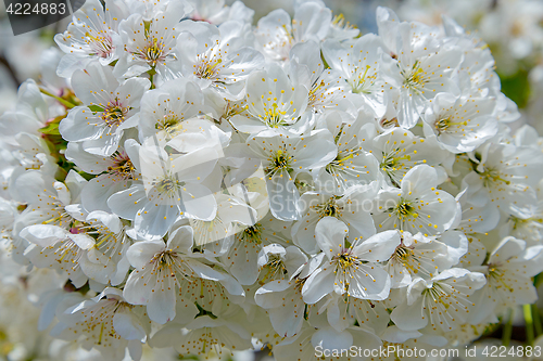 Image of Blooming cherry branch