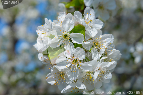 Image of Blooming cherry branch