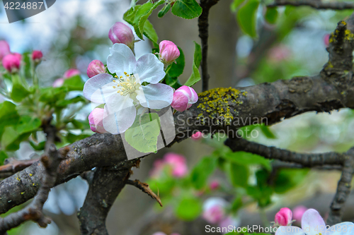 Image of Blossoming apple tree branch