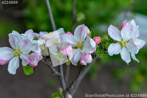 Image of Blossoming apple tree branch