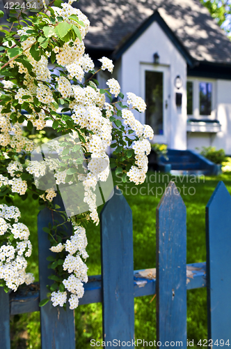 Image of Blue fence with white flowers