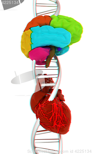Image of DNA, brain and heart. 3d illustration. Anaglyph. View with red/c