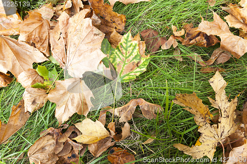 Image of fallen leaves on the ground