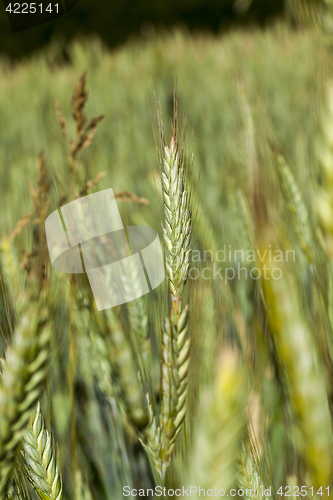 Image of Field with cereal