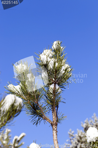 Image of spruce branches, close-up