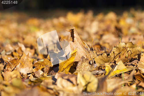 Image of The fallen maple leaves