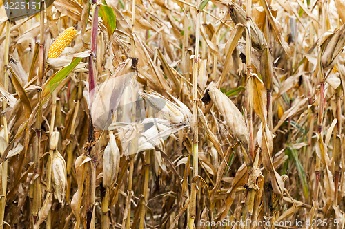 Image of field of ripe corn