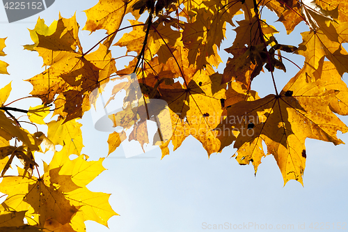 Image of yellowed maple trees in the fall