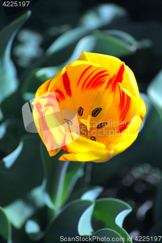 Image of Amsterdam tulip.