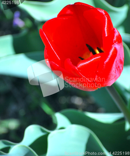 Image of Amsterdam tulip.