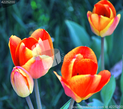 Image of Amsterdam tulips.