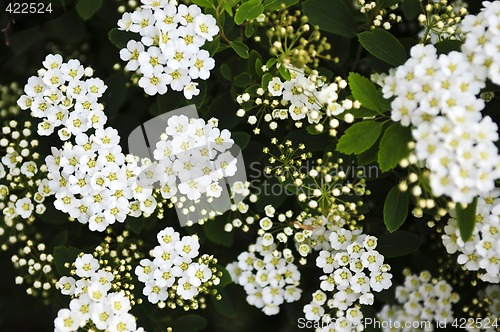 Image of Bridal wreath shrub flowers