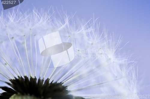 Image of Dandelion