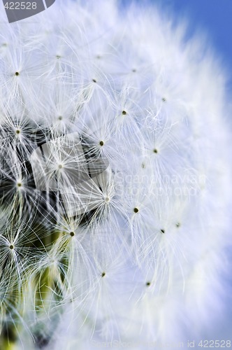 Image of Dandelion