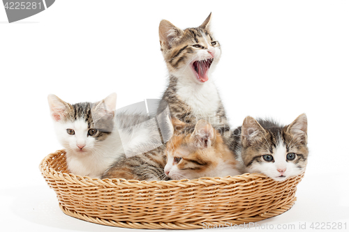 Image of Group of young kittens in the basket