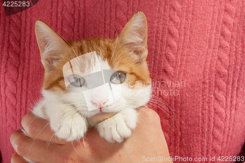 Image of Young red kitten sits in the hands