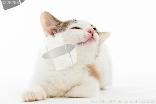 Image of Young kitten smiling