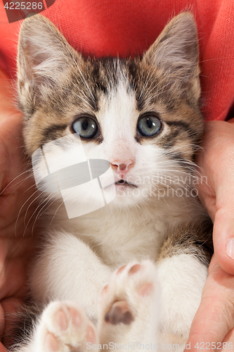 Image of Young kitten lies in the hands