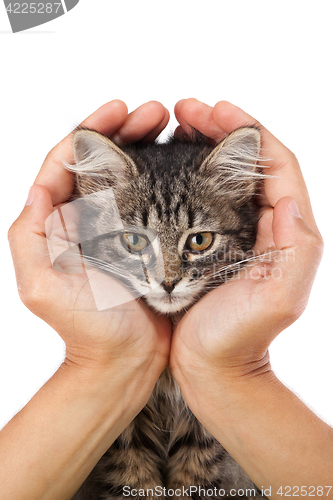 Image of Young kitten lies in the hands