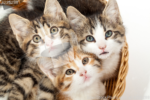 Image of Group of young kittens in the basket