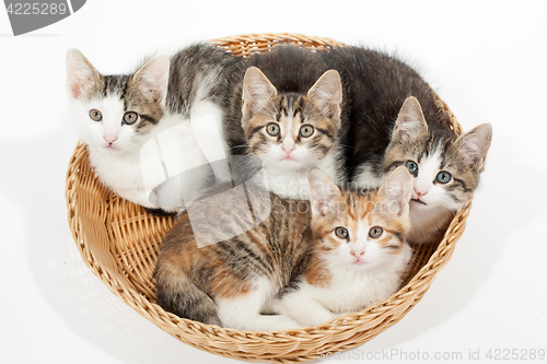 Image of Group of young kittens in the basket