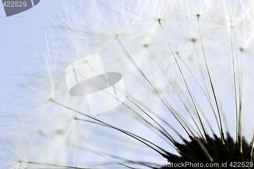 Image of Dandelion