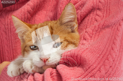 Image of Young red kitten sits in the hands