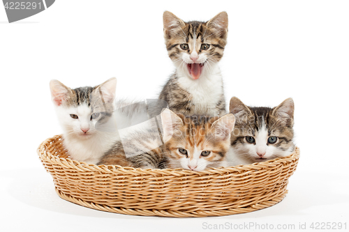 Image of Group of young kittens in the basket