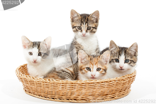 Image of Group of young kittens in the basket