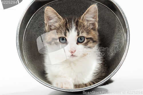 Image of Young kitten sitting in reflector