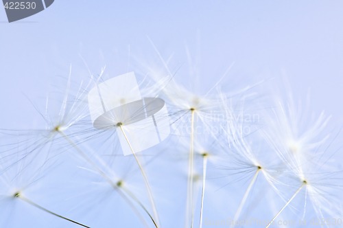 Image of Dandelion