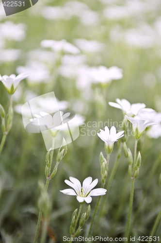 Image of Floral background