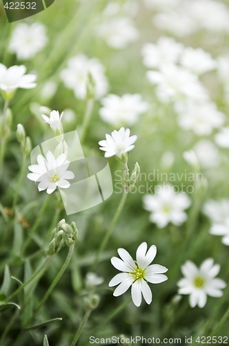 Image of Floral background