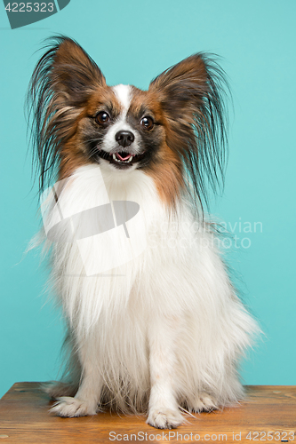 Image of Studio portrait of a small yawning puppy Papillon