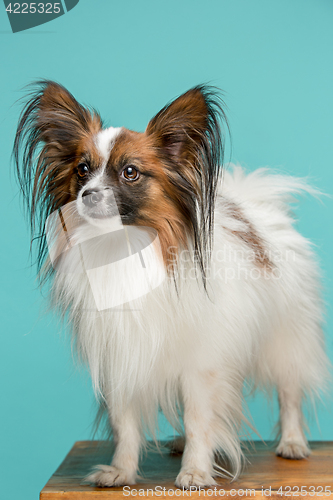 Image of Studio portrait of a small yawning puppy Papillon