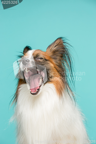 Image of Studio portrait of a small yawning puppy Papillon