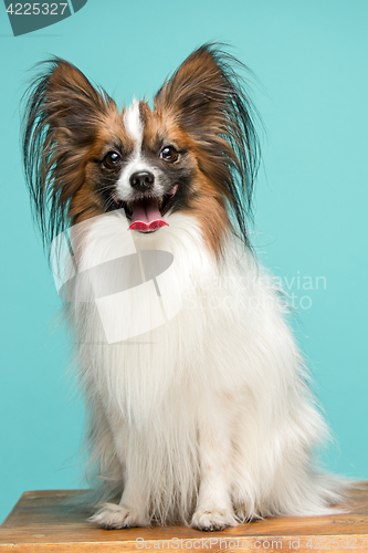 Image of Studio portrait of a small yawning puppy Papillon