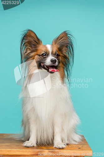 Image of Studio portrait of a small yawning puppy Papillon