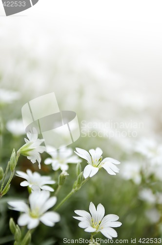 Image of Floral background